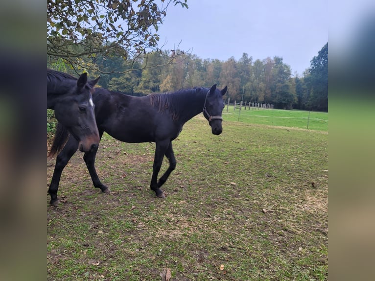 Caballo de Holstein Semental Potro (04/2024) 168 cm Castaño oscuro in Klein Pampau