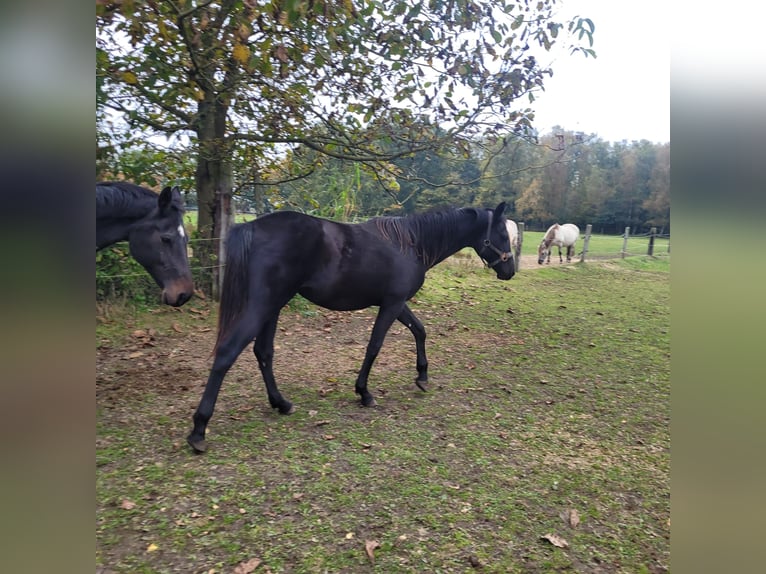 Caballo de Holstein Semental Potro (04/2024) 168 cm Castaño oscuro in Klein Pampau