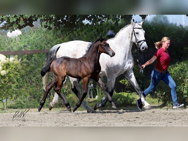 Caballo de Holstein Semental Potro (05/2024) 168 cm Tordo in Averlak