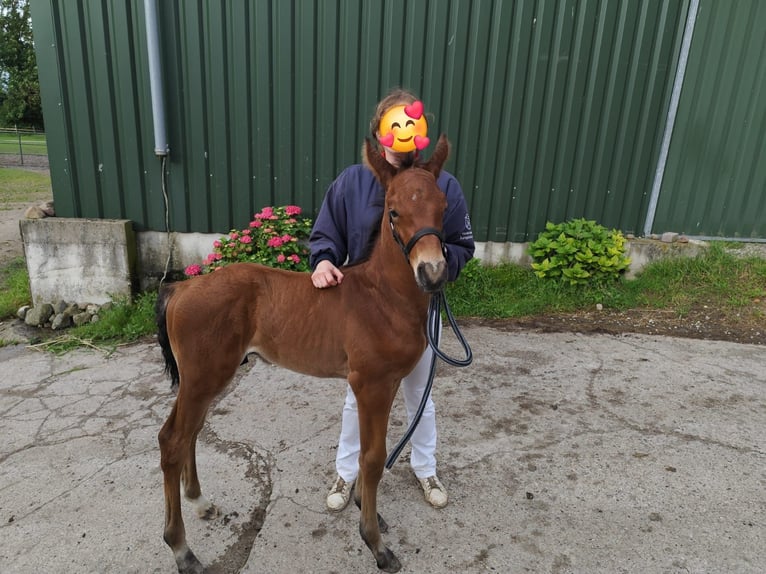 Caballo de Holstein Semental  170 cm Castaño in Malkendorf