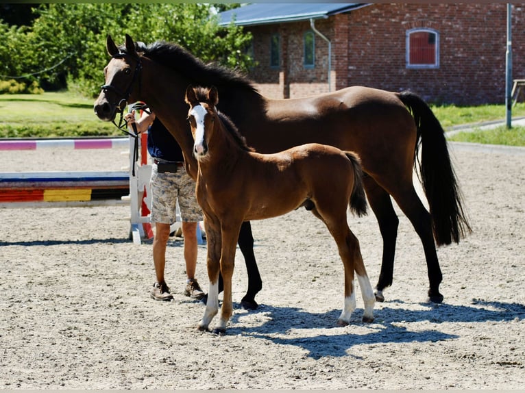 Caballo de Holstein Semental  170 cm Castaño in Neustadt in Holstein