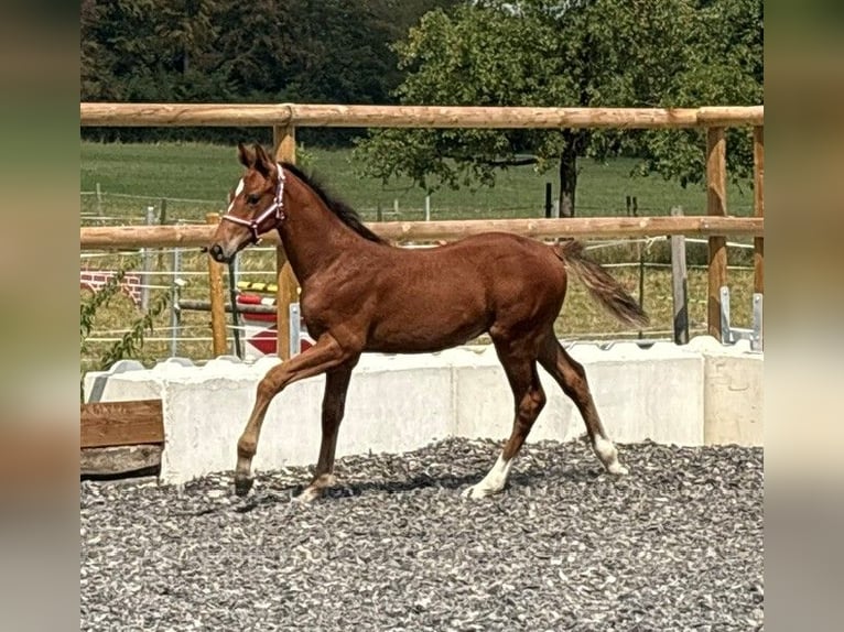 Caballo de Holstein Semental Potro (05/2026) 170 cm Castaño in Herlisberg