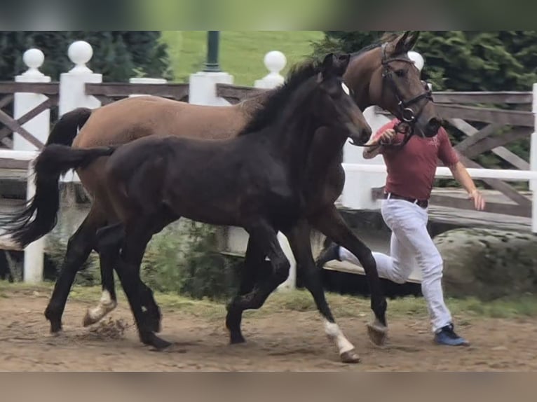 Caballo de Holstein Semental Potro (03/2024) 170 cm Morcillo in Schönhorst