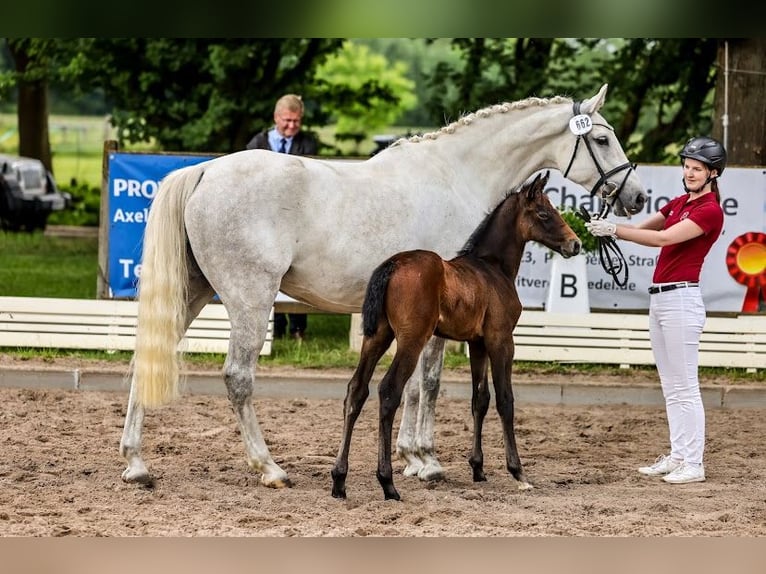 Caballo de Holstein Semental Potro (04/2024) 170 cm Tordillo negro in Seestermühe