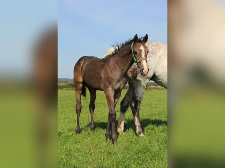 Caballo de Holstein Semental Potro (04/2025) 170 cm Tordo in Niendorf