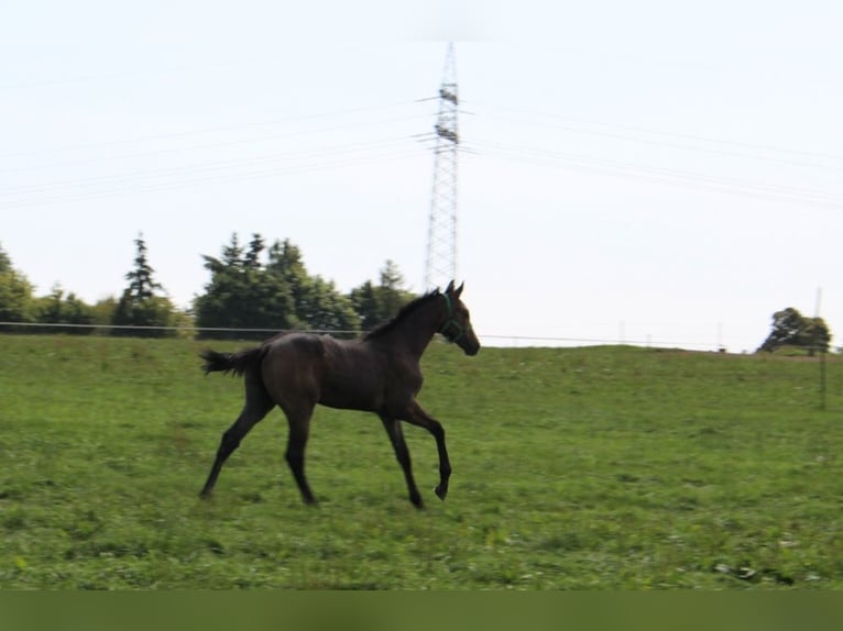 Caballo de Holstein Semental Potro (04/2025) 170 cm Tordo in Niendorf
