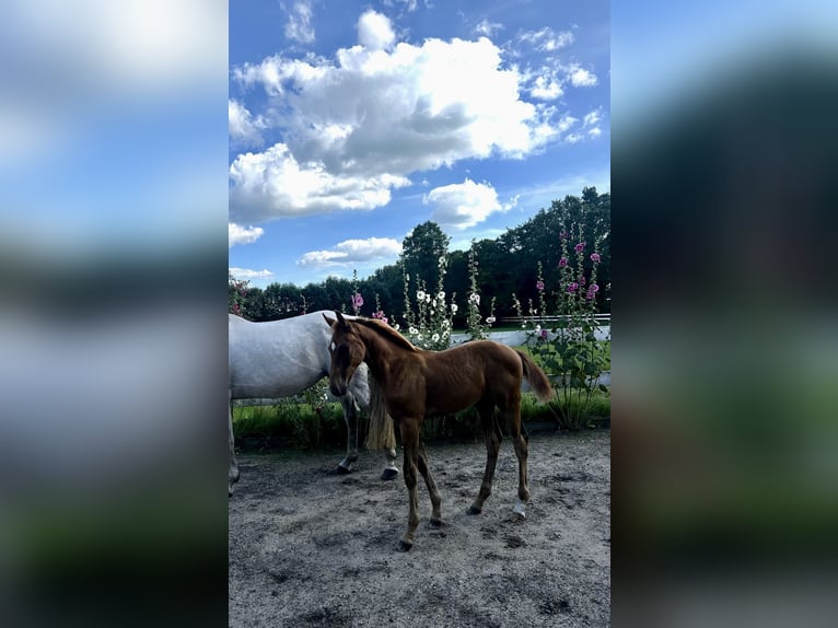 Caballo de Holstein Semental Potro (04/2025) 172 cm Alazán in KellinghusenWittenbergen