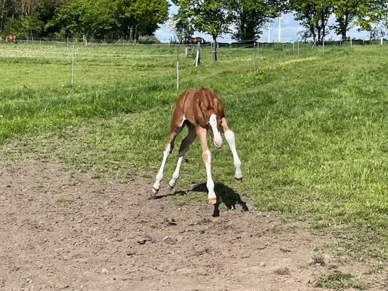 Caballo de Holstein Semental Potro (04/2026) 172 cm Alazán in Schiphorst