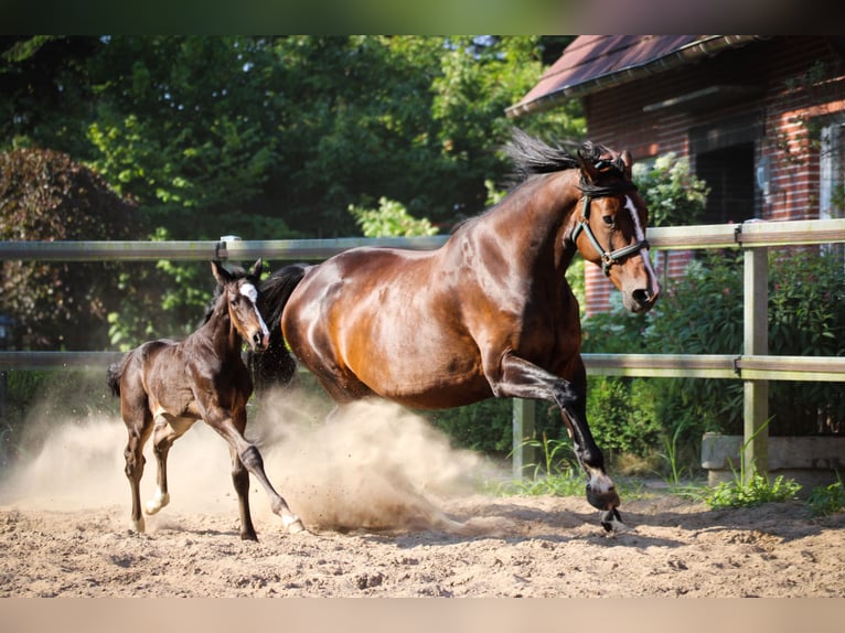 Caballo de Holstein Semental Potro (06/2026) 172 cm Castaño oscuro in Apen