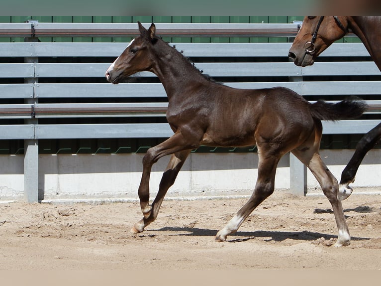 Caballo de Holstein Semental Potro (06/2026) 172 cm Castaño oscuro in Apen
