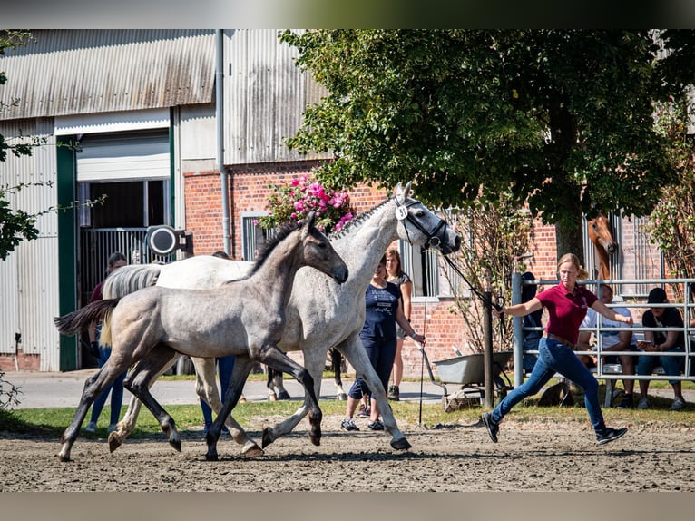 Caballo de Holstein Semental Potro (03/2024) 172 cm Tordo in Averlak