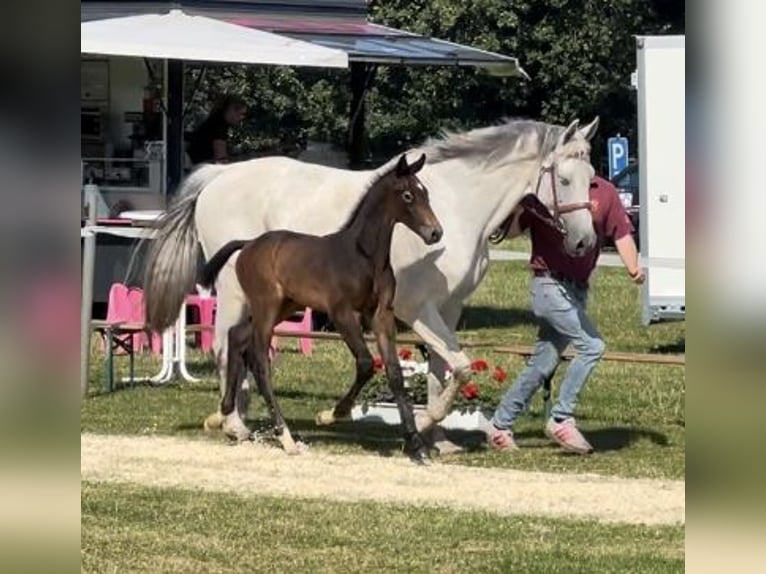 Caballo de Holstein Semental Potro (05/2024) 174 cm Musgo in Struvenhütten