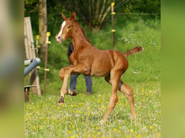 Caballo de Holstein Semental Potro (04/2024) Alazán-tostado in Glüsing