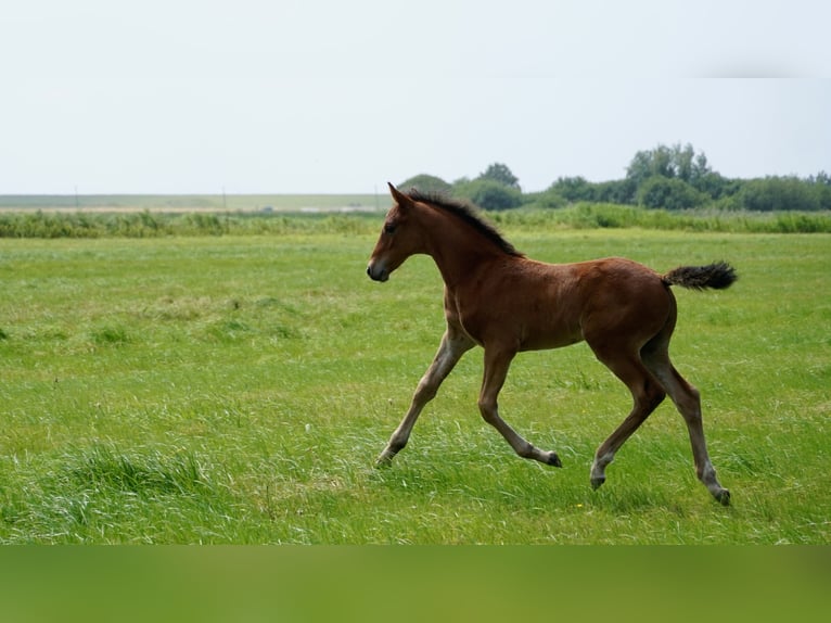Caballo de Holstein Semental Potro (05/2026) Castaño in Westerdeichstrich