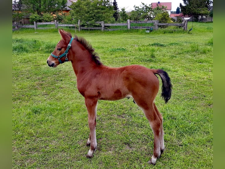 Caballo de Holstein Semental Potro (04/2024) Castaño in Arnstein OT Welbsleben