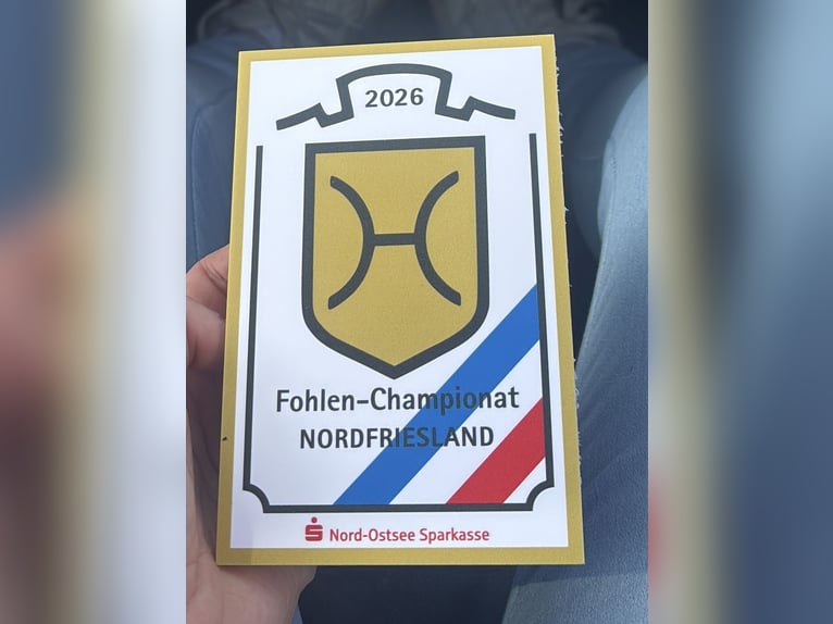 Caballo de Holstein Semental Potro (05/2026) Castaño in Neukirchen