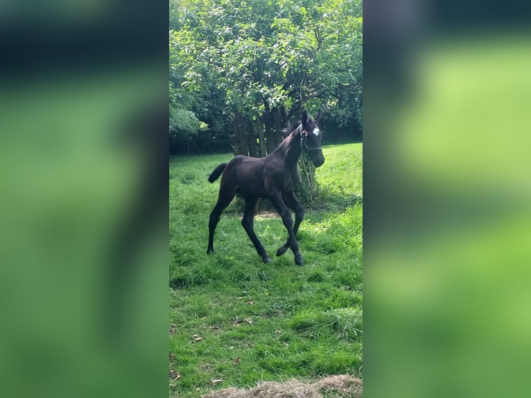 Caballo de Holstein Semental Potro (04/2026) Negro in Wester-Ohrstedt