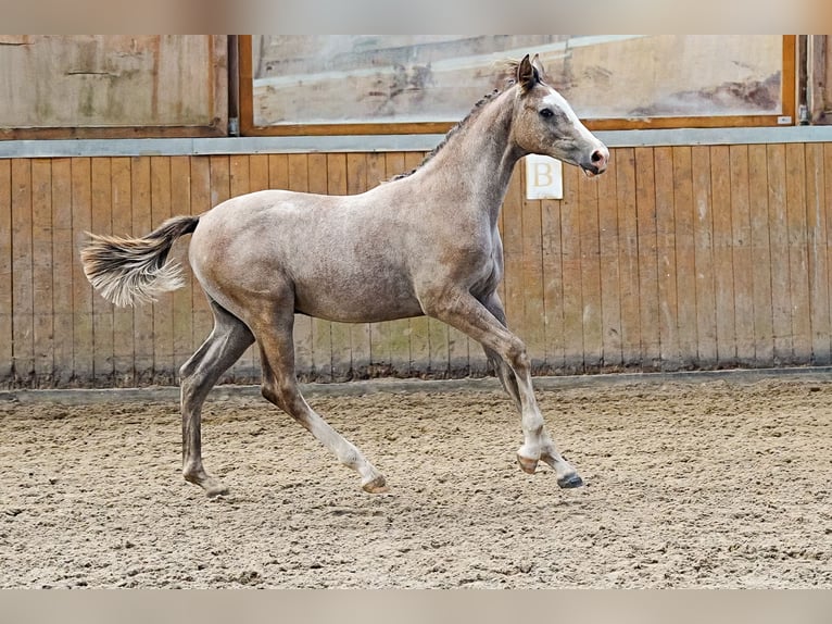 Caballo de Holstein Semental Potro (03/2026) Tordo in Kaulille