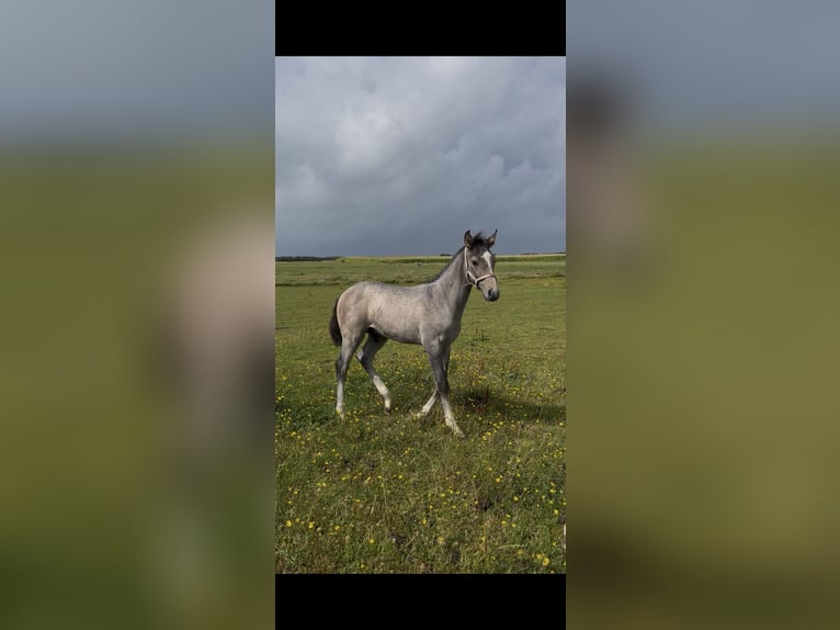 Caballo de Holstein Semental Potro (05/2026) Tordo in Oldsum