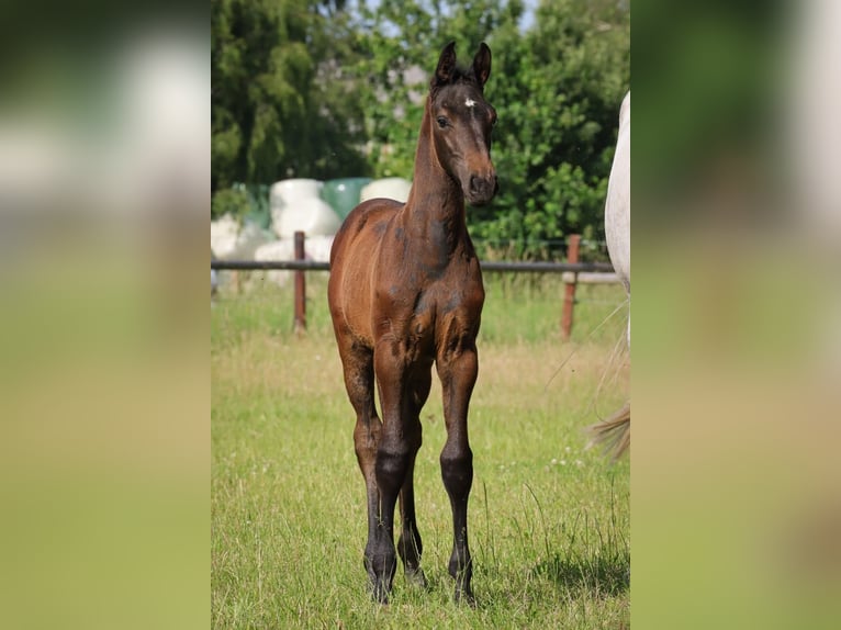Caballo de Holstein Semental Potro (05/2025) Tordo in Fehrenb&#xF6;tel