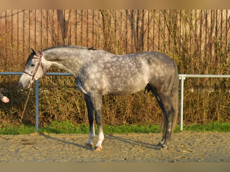 Caballo de Holstein Semental Tordo rodado in Geilenkirchen