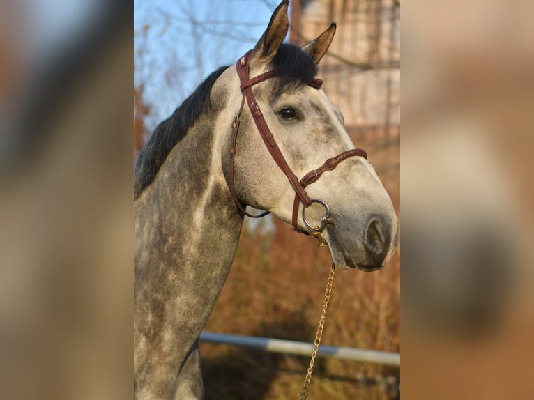 Caballo de Holstein Semental Tordo rodado in Geilenkirchen