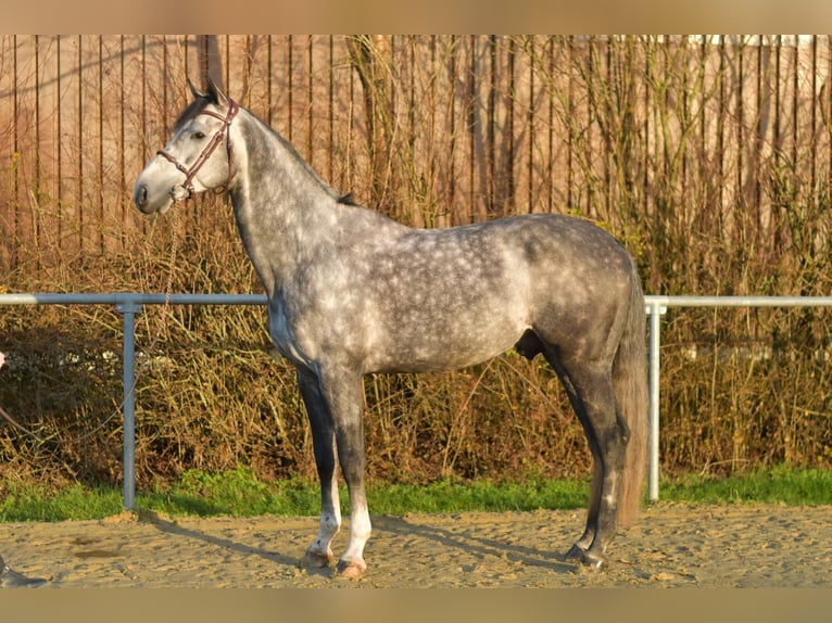 Caballo de Holstein Semental Tordo rodado in Geilenkirchen