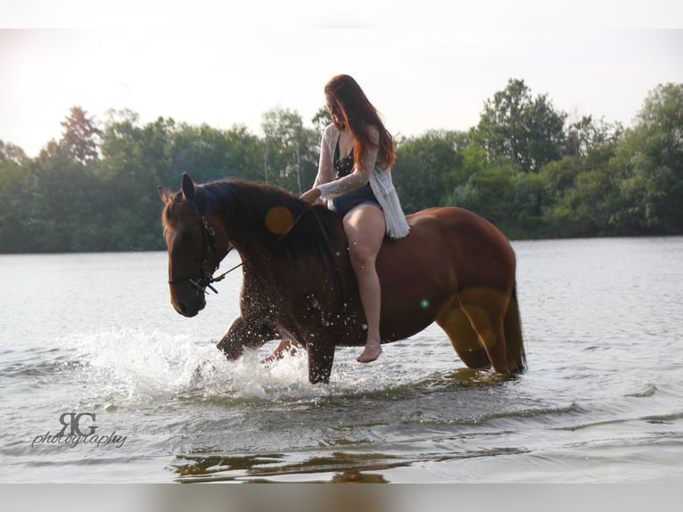 Caballo de Holstein Yegua 10 años 163 cm in Rosbach vor der Höhe Ober-Rosbach