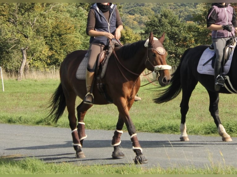 Caballo de Holstein Yegua 10 años 163 cm in Rosbach vor der Höhe Ober-Rosbach