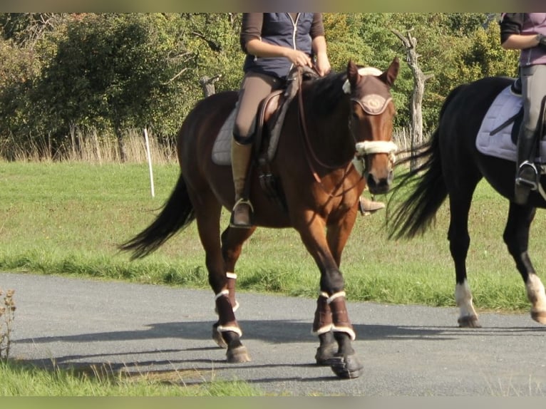 Caballo de Holstein Yegua 10 años 163 cm in Rosbach vor der Höhe Ober-Rosbach