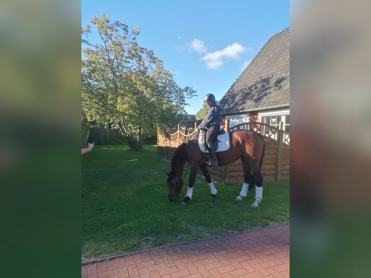 Caballo de Holstein Yegua 10 años 163 cm Castaño in Diekhusen-Fahrstedt