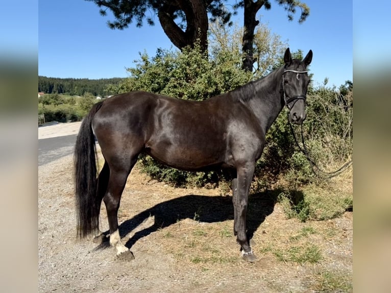 Caballo de Holstein Yegua 10 años 165 cm Negro in Davidschlag