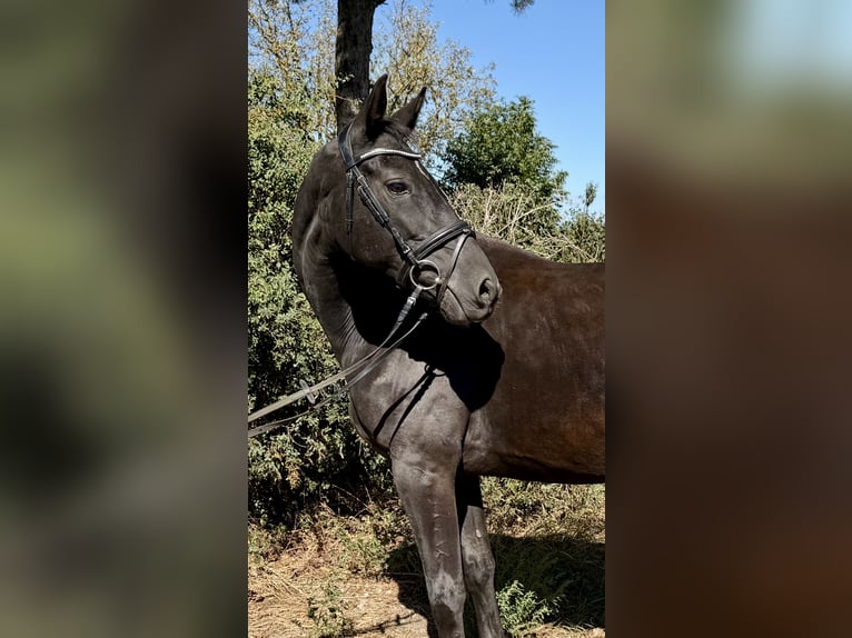 Caballo de Holstein Yegua 10 años 165 cm Negro in Davidschlag