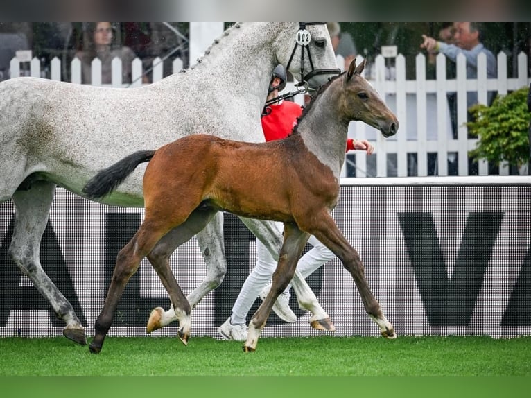 Caballo de Holstein Yegua 10 años 165 cm Tordo rodado in Burladingen
