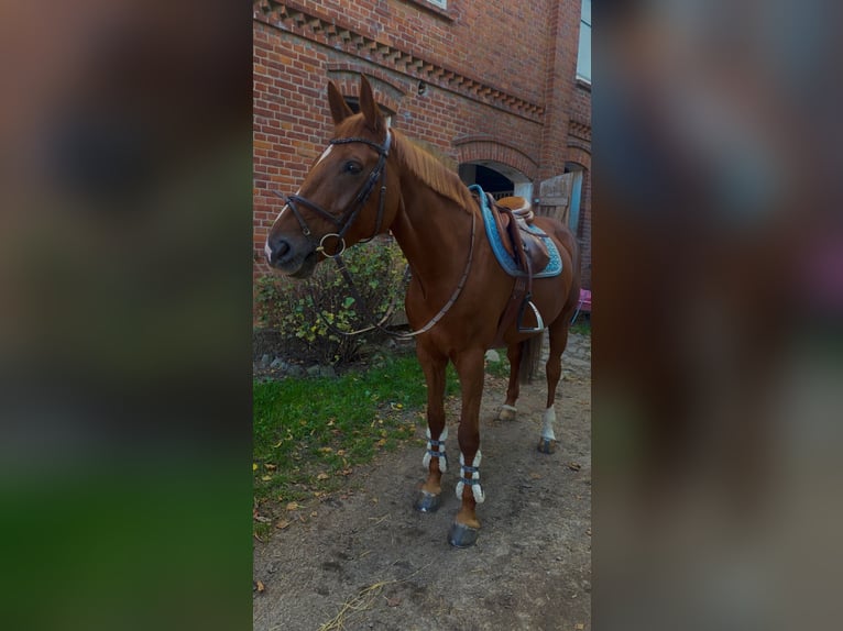 Caballo de Holstein Yegua 10 años 167 cm Alazán in Lübeck