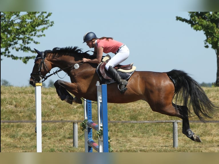Caballo de Holstein Yegua 10 años 167 cm Castaño in Dargun