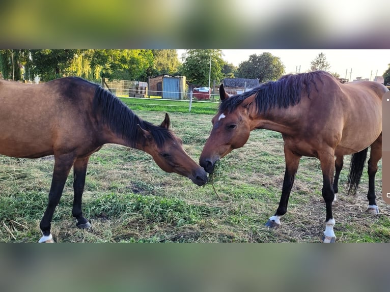 Caballo de Holstein Yegua 10 años 167 cm Castaño in Dargun