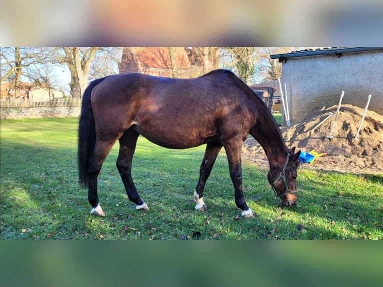 Caballo de Holstein Yegua 10 años 167 cm Castaño in Dargun