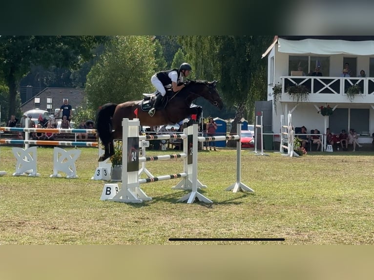 Caballo de Holstein Yegua 10 años 168 cm Castaño in Oberuckersee