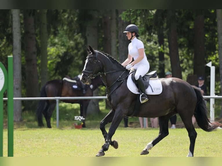 Caballo de Holstein Yegua 10 años 168 cm Negro in Vögelsen