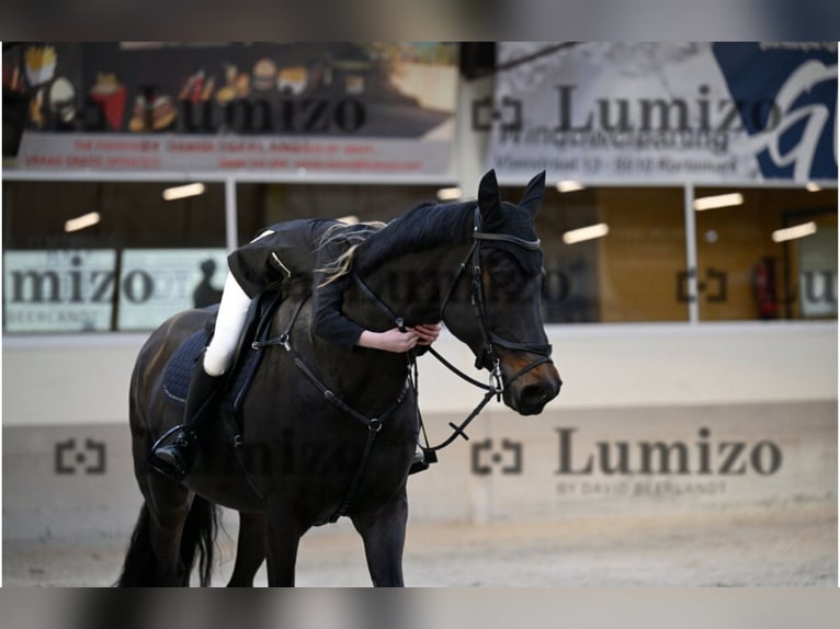 Caballo de Holstein Yegua 10 años 171 cm Morcillo in Kachtem