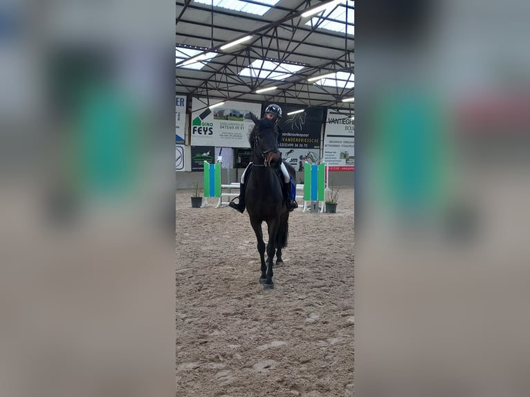 Caballo de Holstein Yegua 10 años 171 cm Morcillo in Kachtem