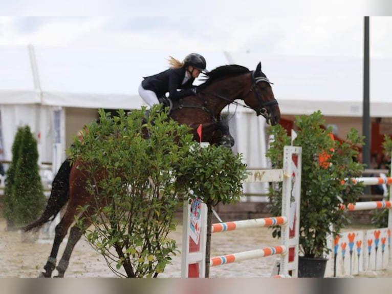 Caballo de Holstein Yegua 10 años 173 cm Castaño oscuro in Niederkassel