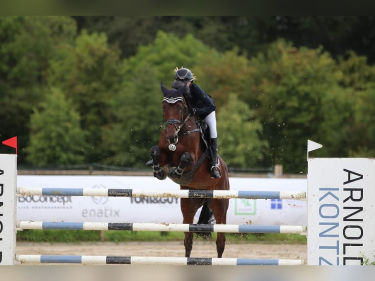 Caballo de Holstein Yegua 10 años 173 cm Castaño oscuro in Niederkassel