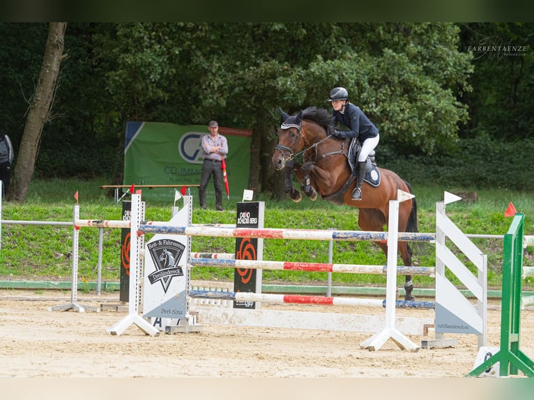 Caballo de Holstein Yegua 10 años 173 cm Castaño oscuro in Niederkassel