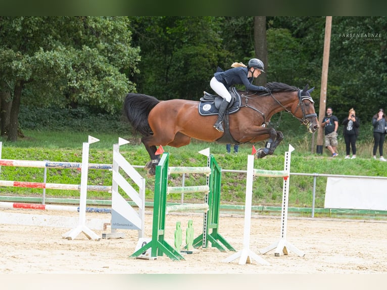 Caballo de Holstein Yegua 10 años 173 cm Castaño oscuro in Niederkassel