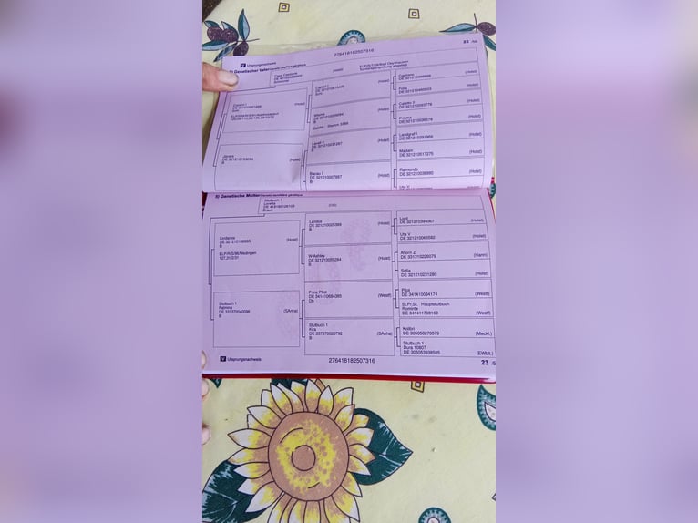Caballo de Holstein Yegua 10 años 174 cm Tordo in Ettringen