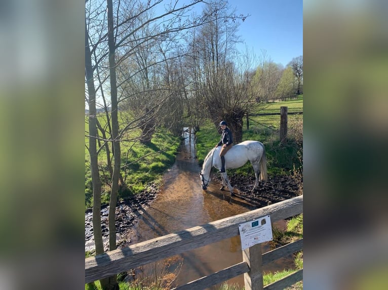 Caballo de Holstein Yegua 11 años 165 cm Tordo picazo in Hamburg Osdorf