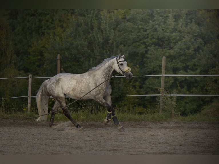 Caballo de Holstein Yegua 11 años 166 cm Tordo rodado in Donaueschingen