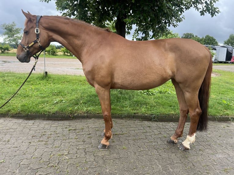 Caballo de Holstein Yegua 11 años 167 cm Alazán in EllerhoopEllerhoop